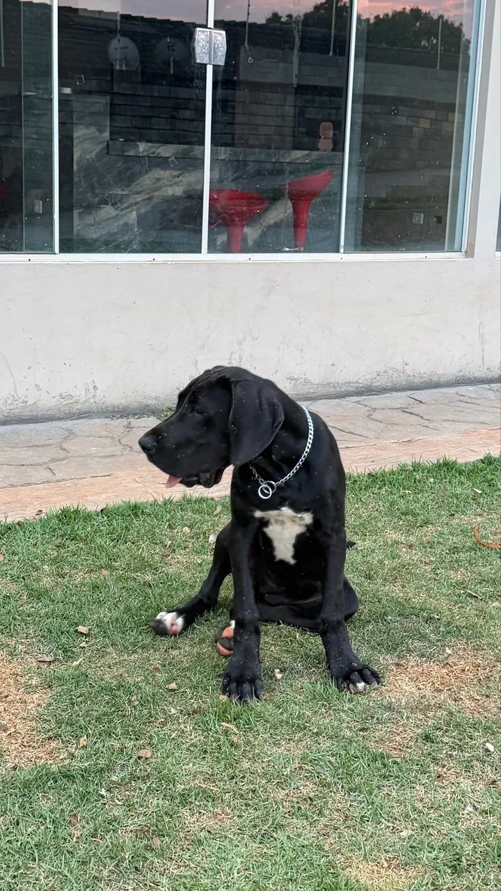 Dogue alemão  - Foto 4