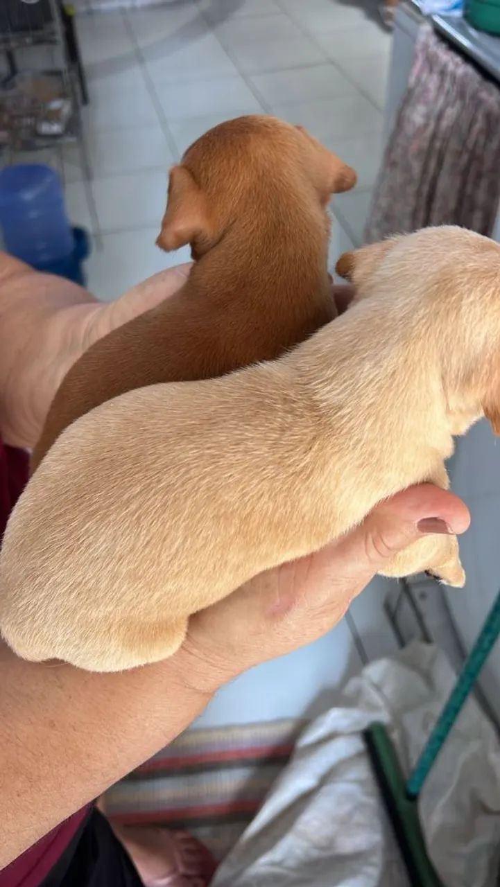 Pinscher macho  - Foto 2