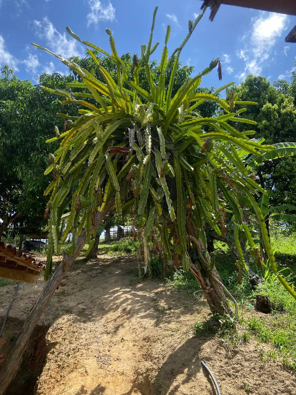 Sítio em Flexeiras 7 hectares, muitas fruteiras, 7 açudes já com peixes  - Foto 5