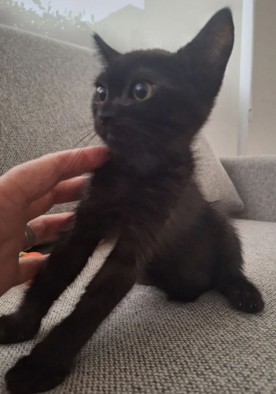 Doa se lindas gatinhas , 2 meses, vacinadas, testadas  fiv/ felv , vermifugadas -Mooca SP - Foto 3