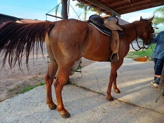 QM Macho Castrado 6 anos