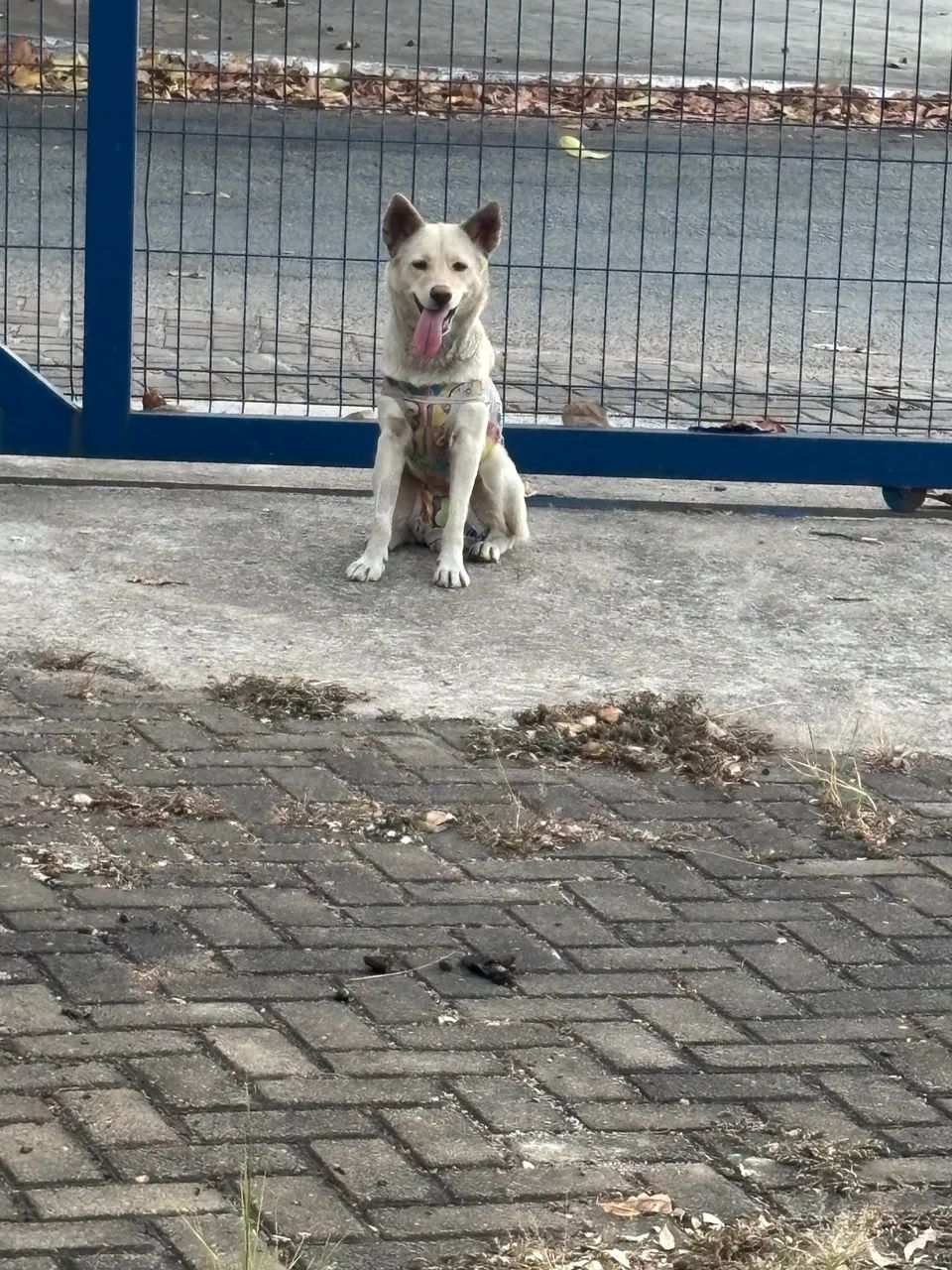 Adoção Cachorrinha - Foto 5