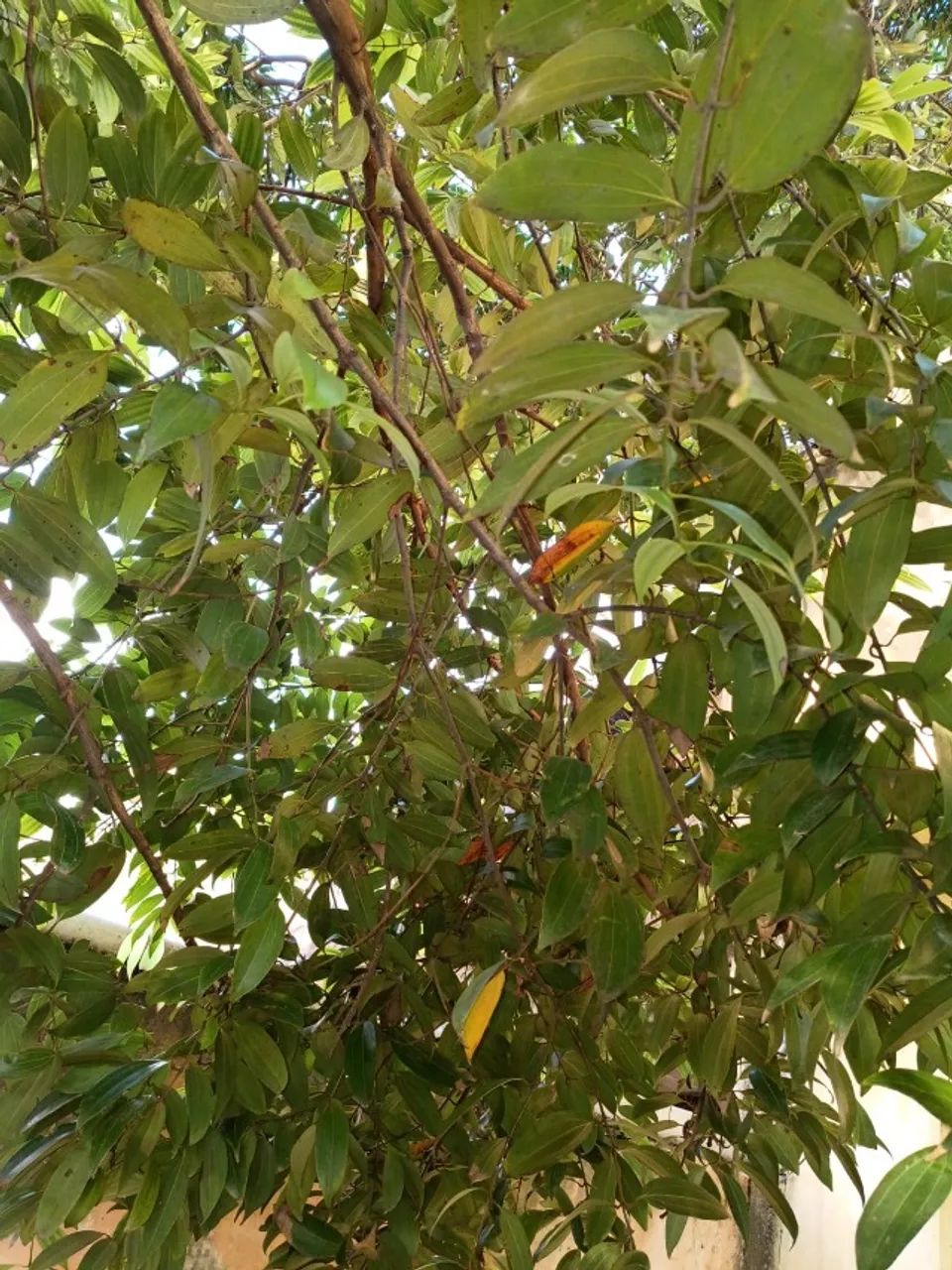 Folhas de Canela para Cozinha - Foto 3