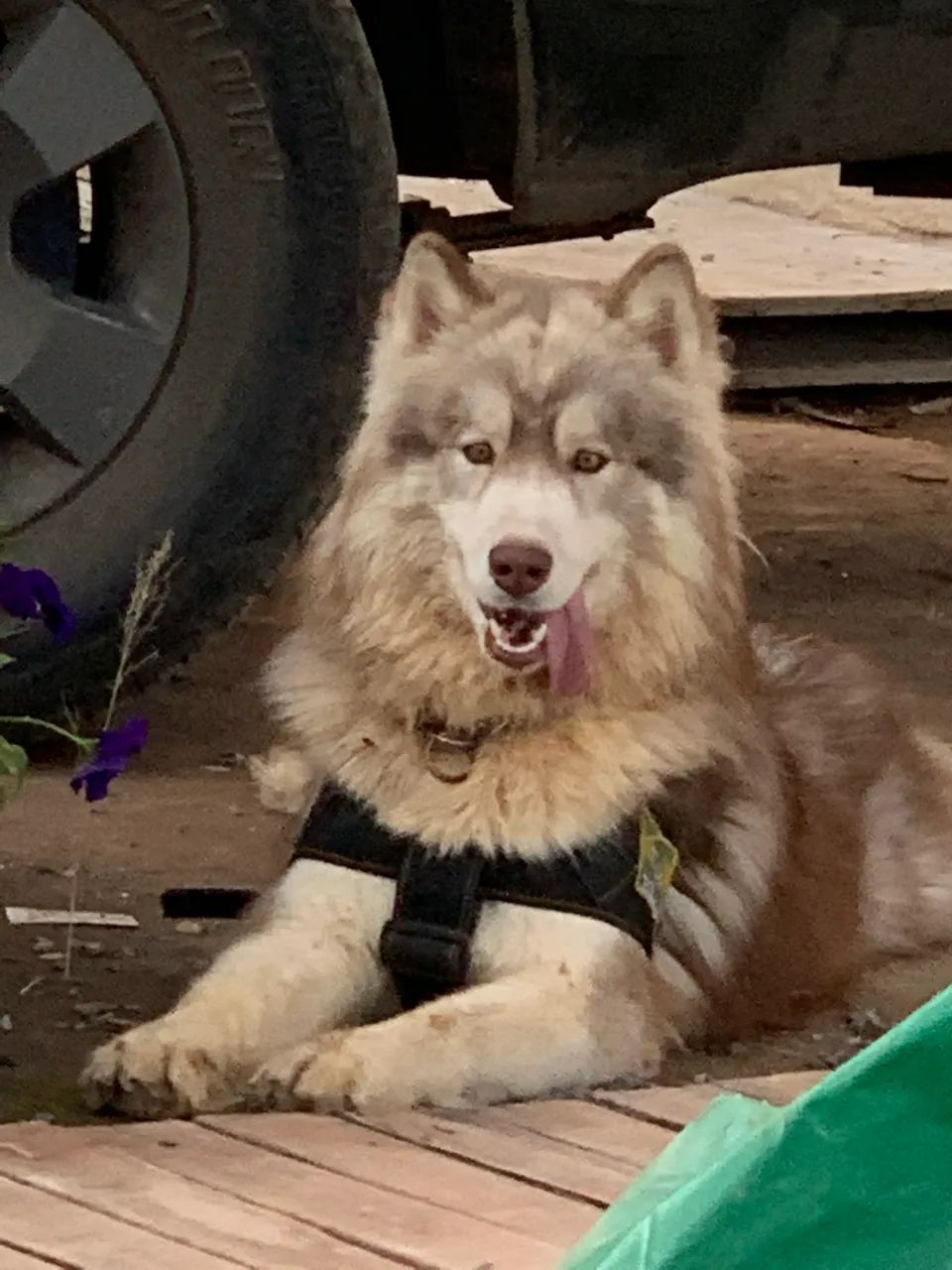LINDOS FILHOTES DE HUSKY WOOLY - Foto 3