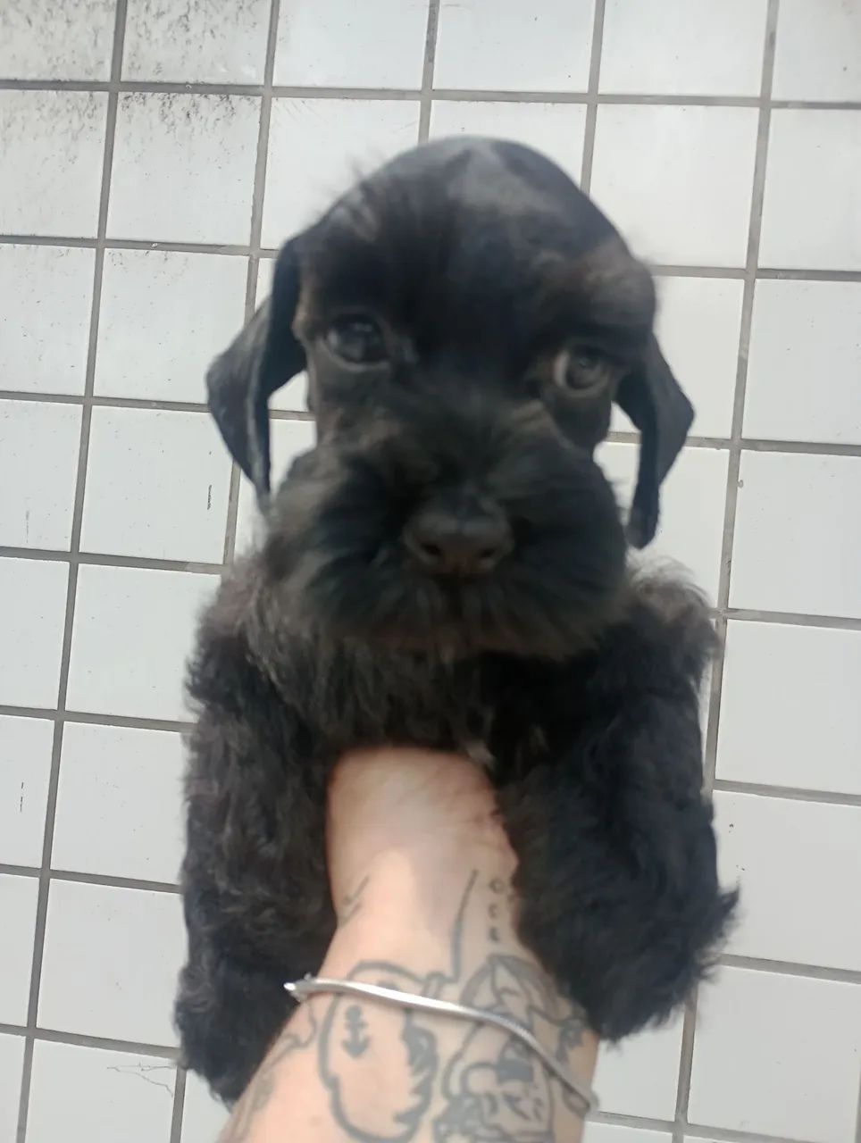 Schnauzer Miniatura macho  - Foto 4