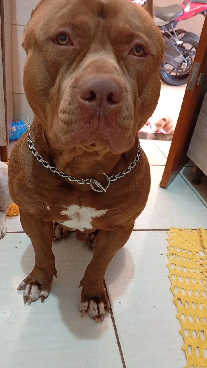 disponíveis filhotes pitibull  - Foto 5