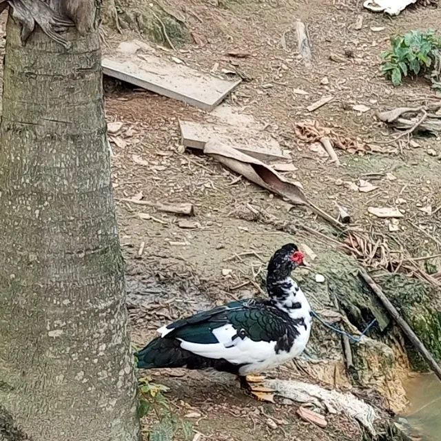 Vendo ou troco patos  - Foto 3