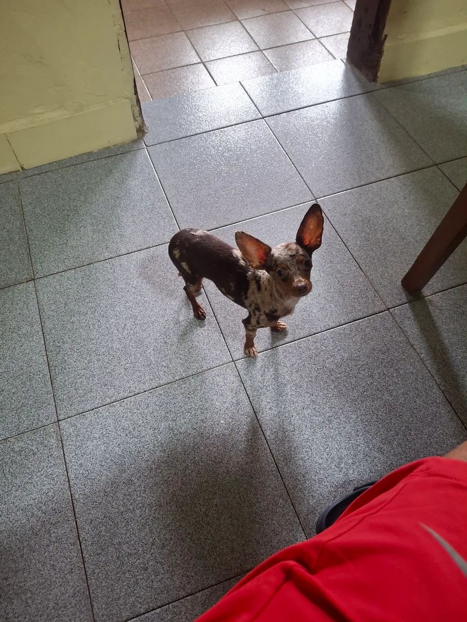 Pinscher  - Foto 2