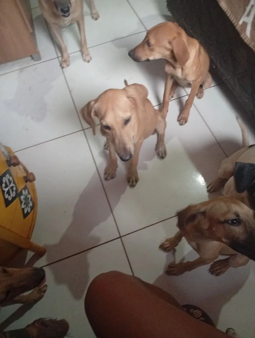 Doação de filhotes  - Foto 4