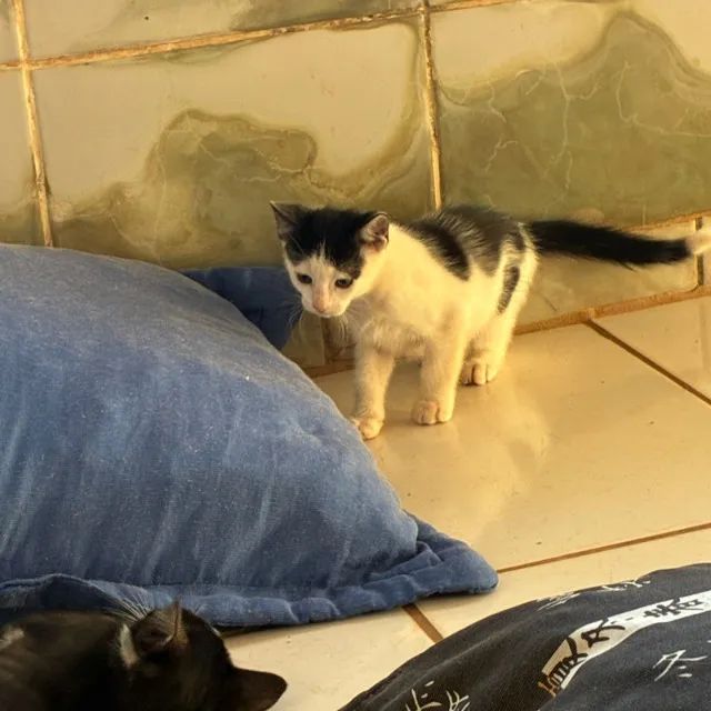 Gatinhos para doações sendo 3 machos  - Foto 2