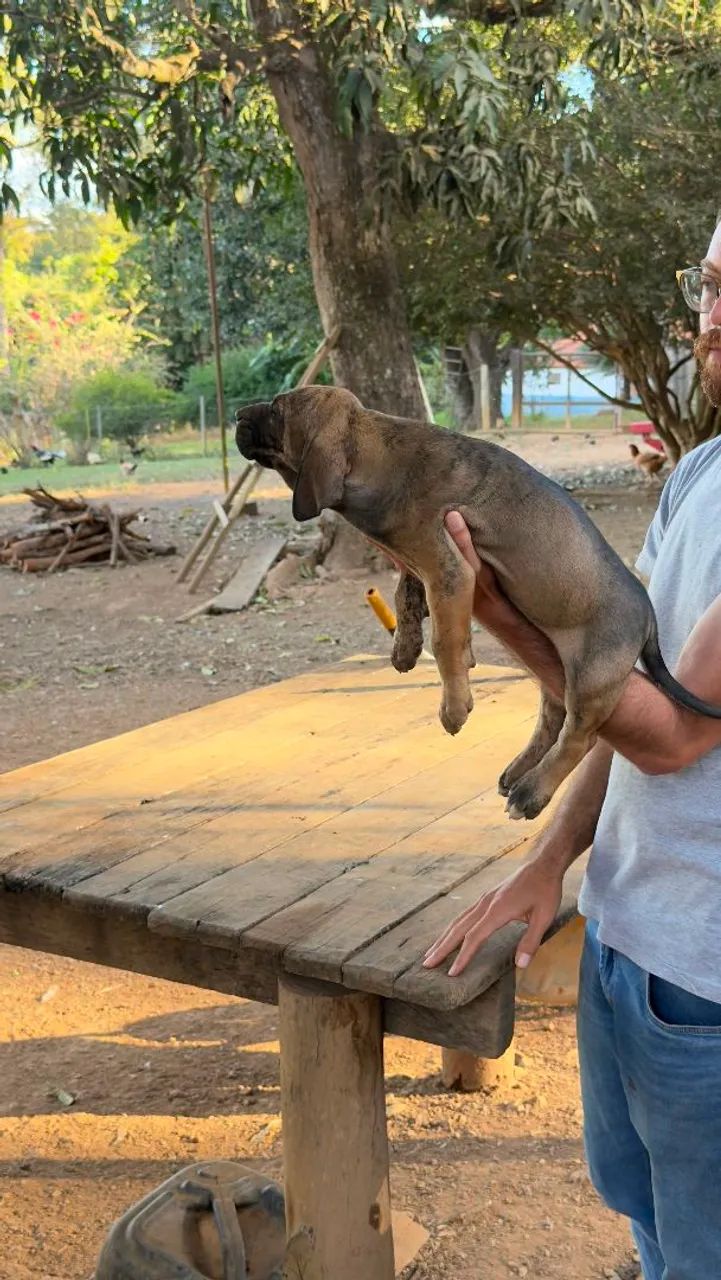 Fila brasileiro 