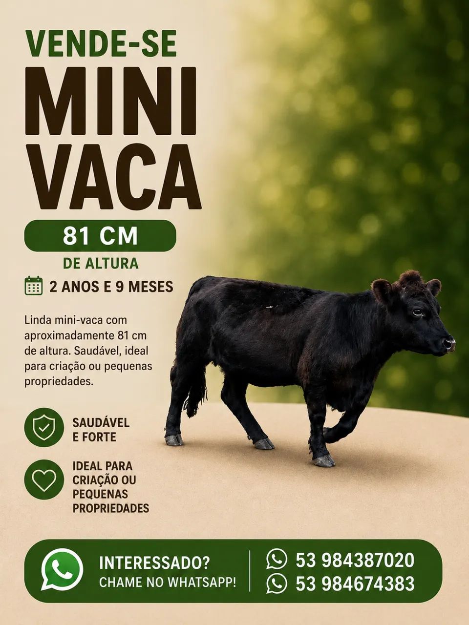 Vende mini animais  - Foto 4
