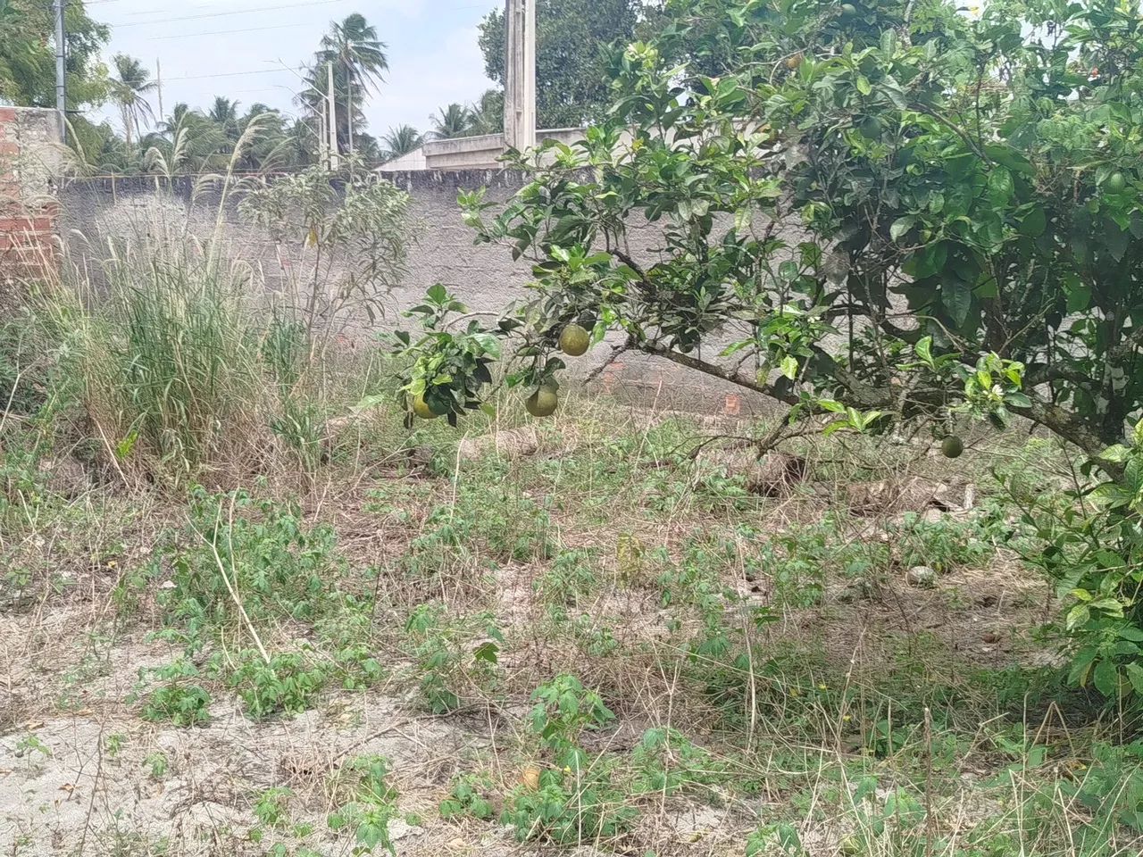 Lote - Foto 2