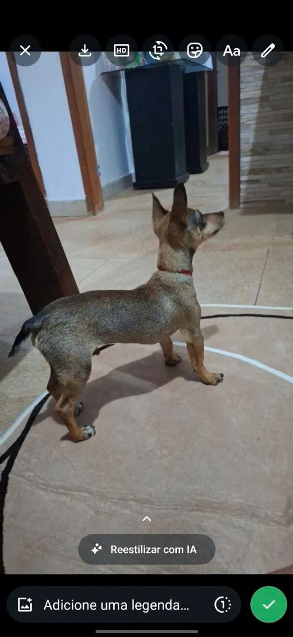 pinscher cachorro  - Foto 2