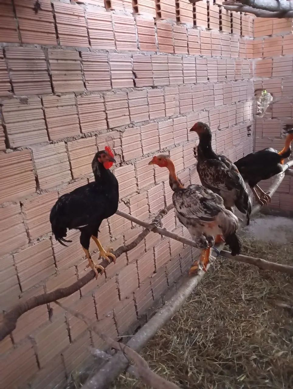 Frango caipira  - Foto 4