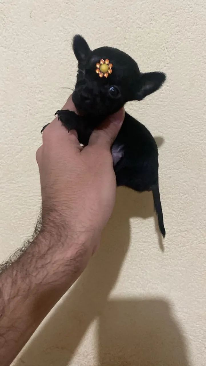 Pinscher 