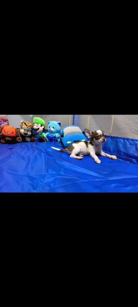 CHIHUAHUA MACHO  - Foto 3