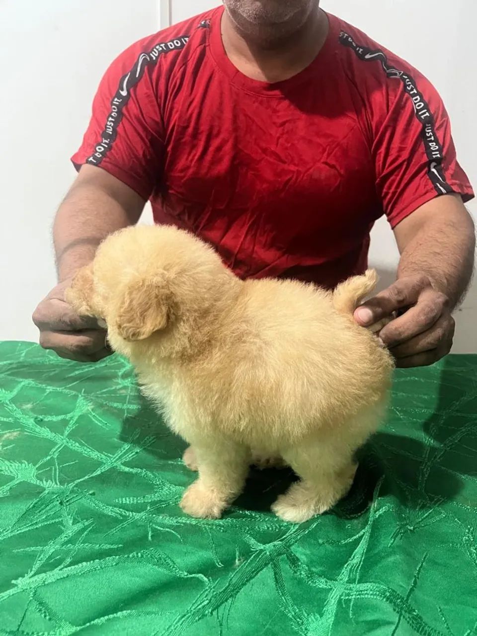Poodle  - Foto 2