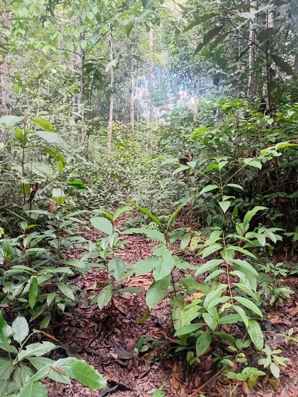 VENDO OU TROCO POR CARRO OU NEGOCIO TERRENO  na BR  174 KM 93, com doc. de compra e venda - Foto 3