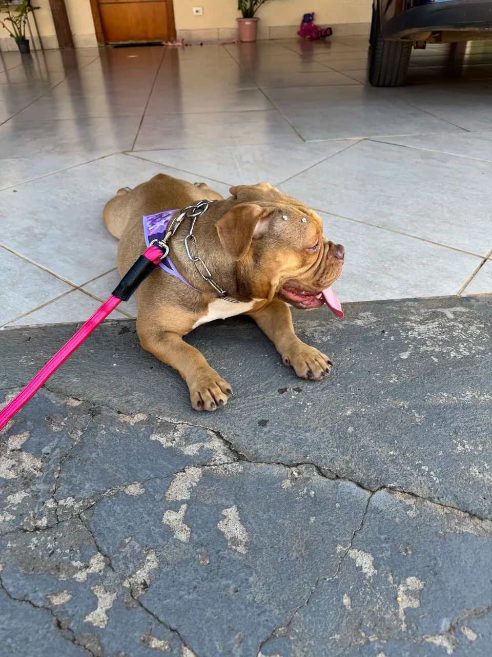 American Bully Fêmea  - Foto 5