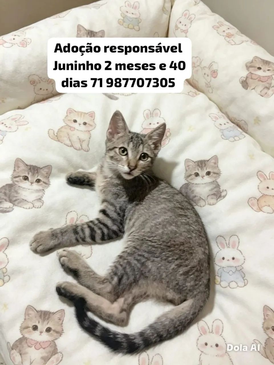 Adoção responsável  - Foto 3