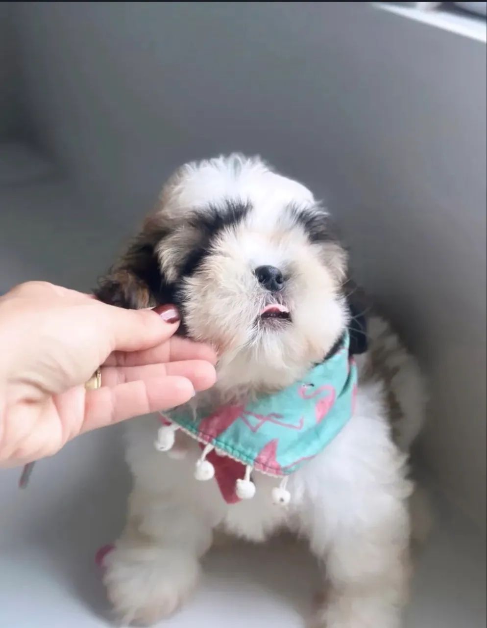 Shihtzu puro - Foto 4