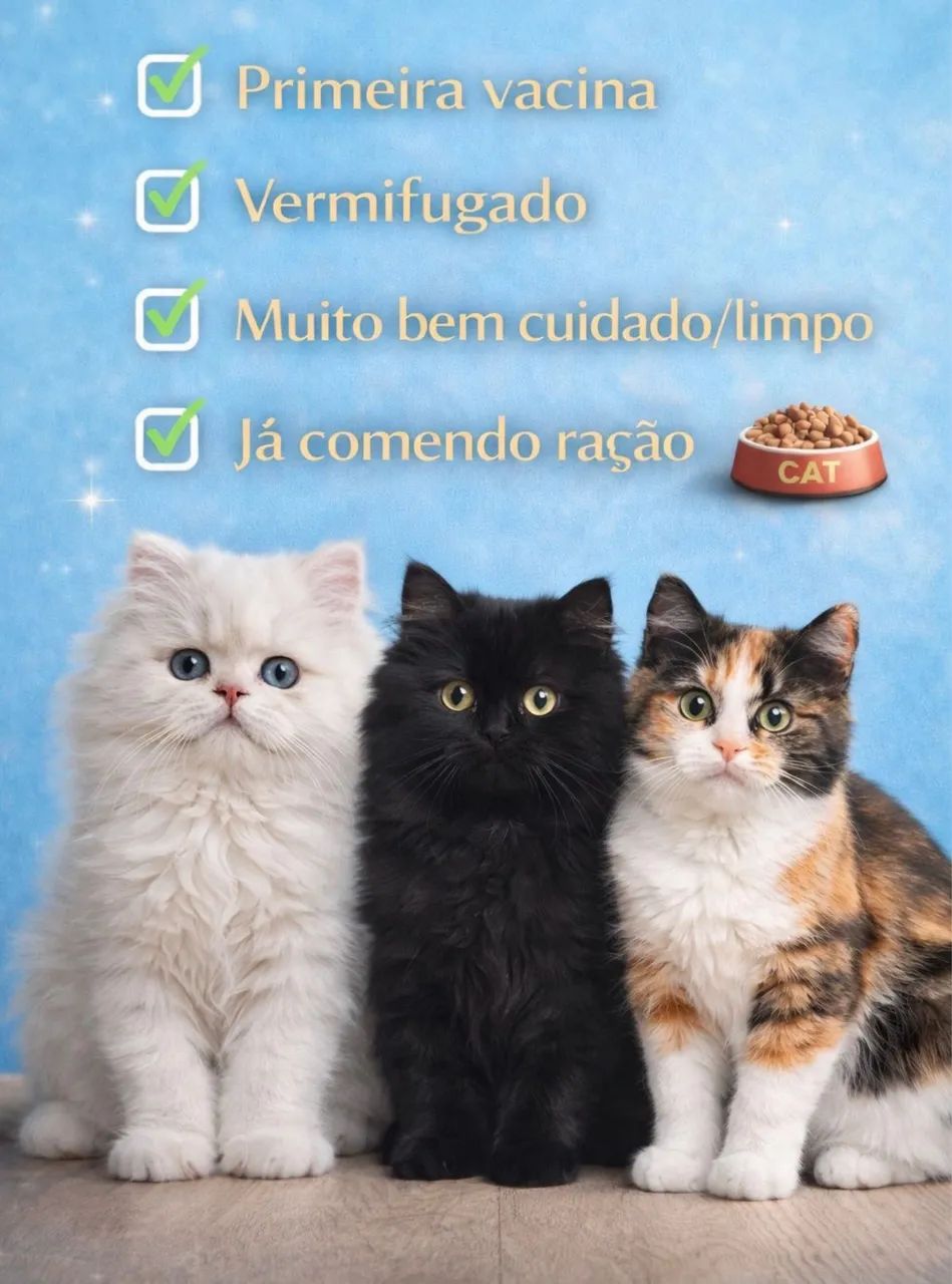 FILHOTE DE GATO PERSA  - Foto 2