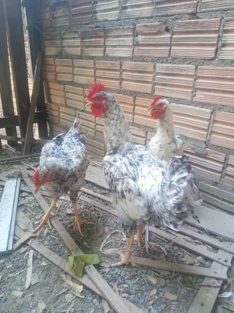 Frangos