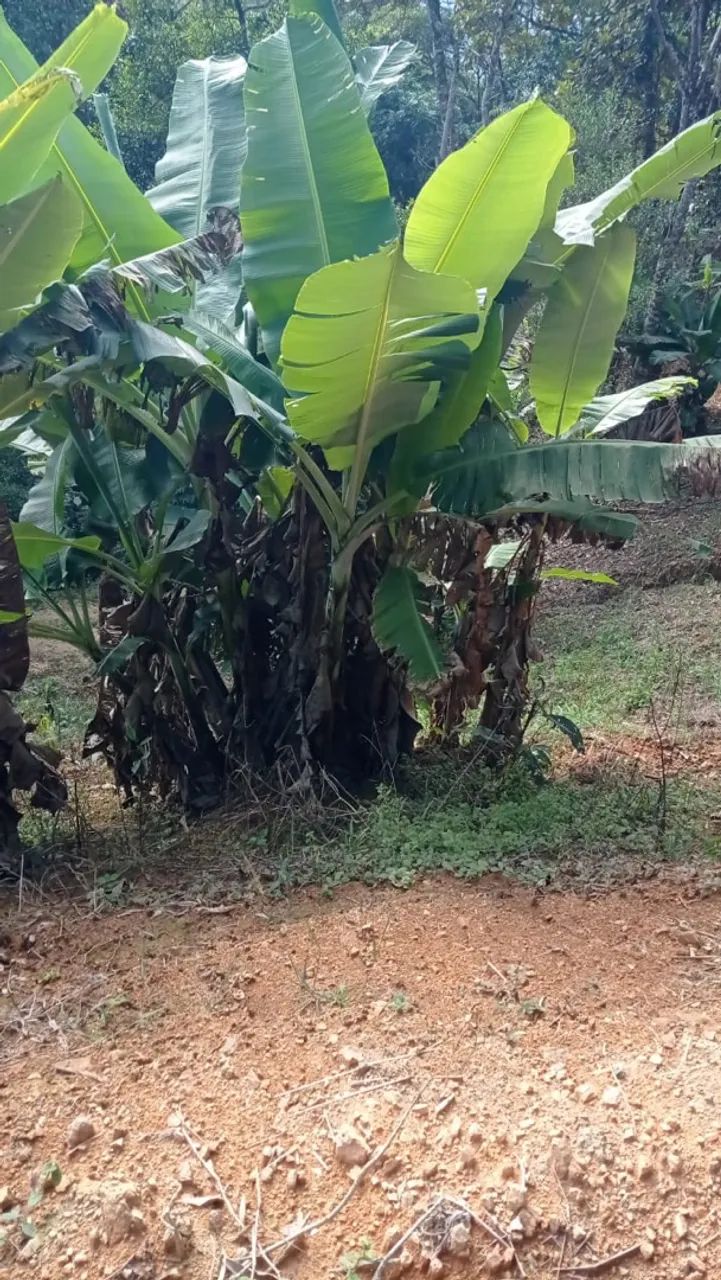 Terreno - sítio  - Foto 4