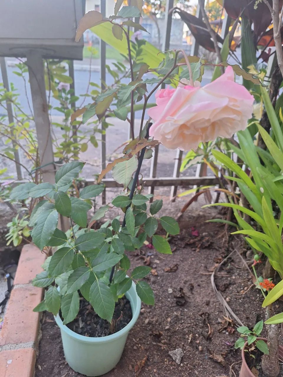 Muda de Rosa  - Foto 2