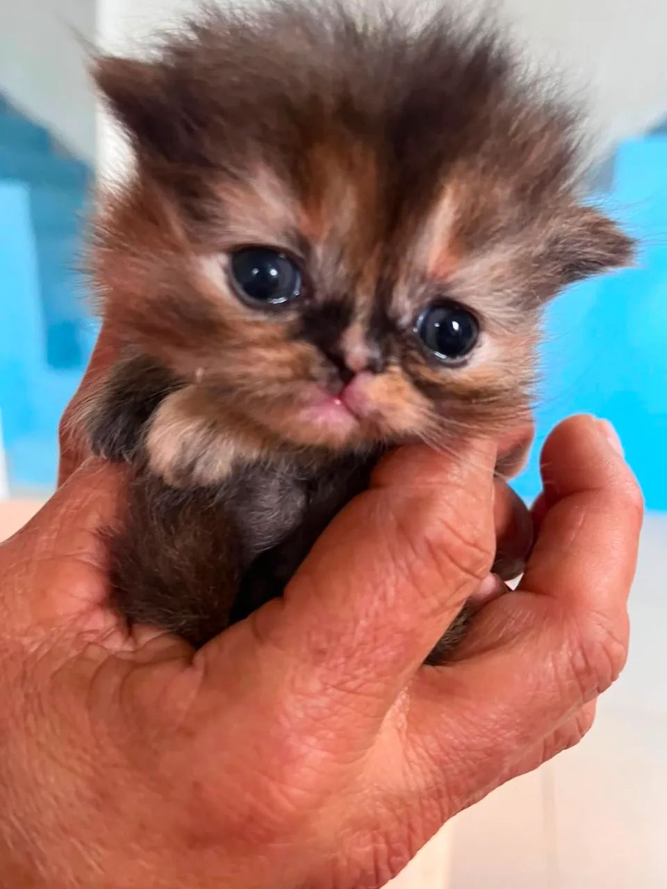 Gato Persa - Foto 2