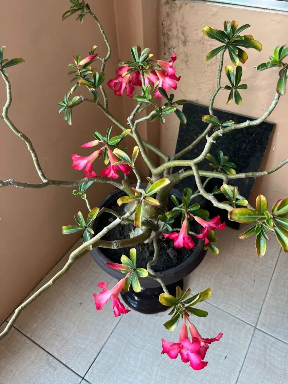 Planta rosa do deserto em vaso grande - Foto 3