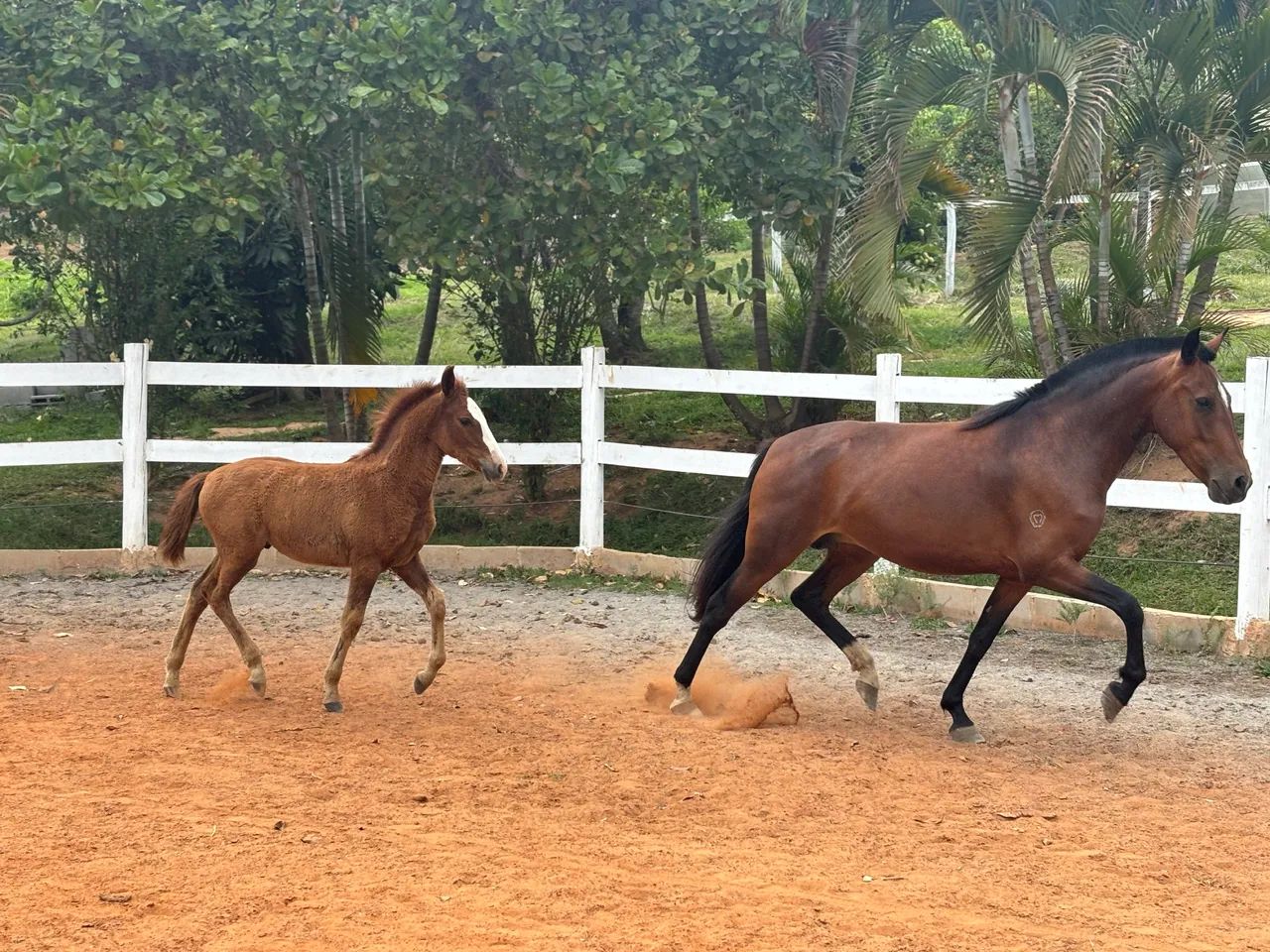 Potro Mangalarga Marchador - Registrado - Foto 2