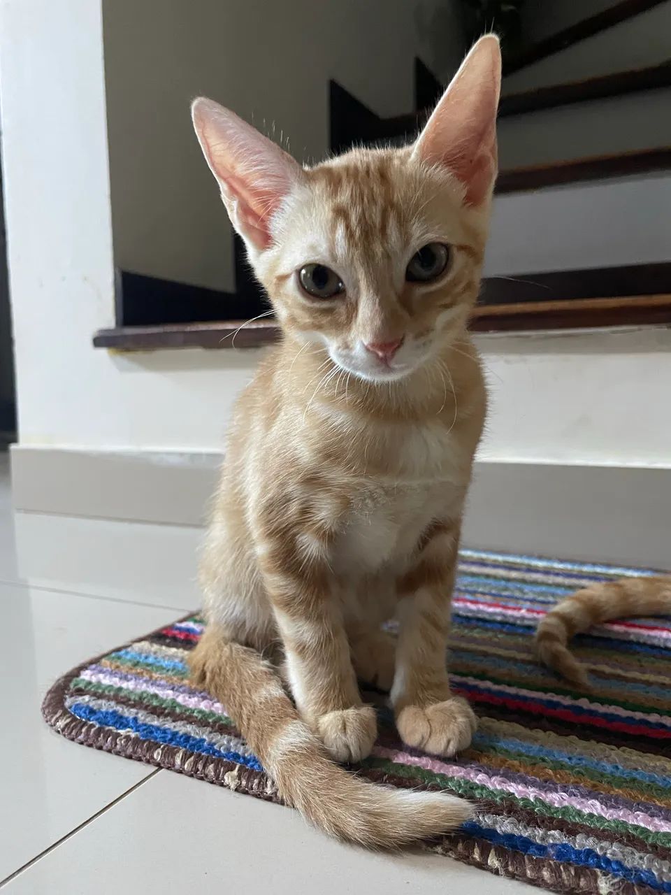 Doação de gatinhos laranjas - Foto 3