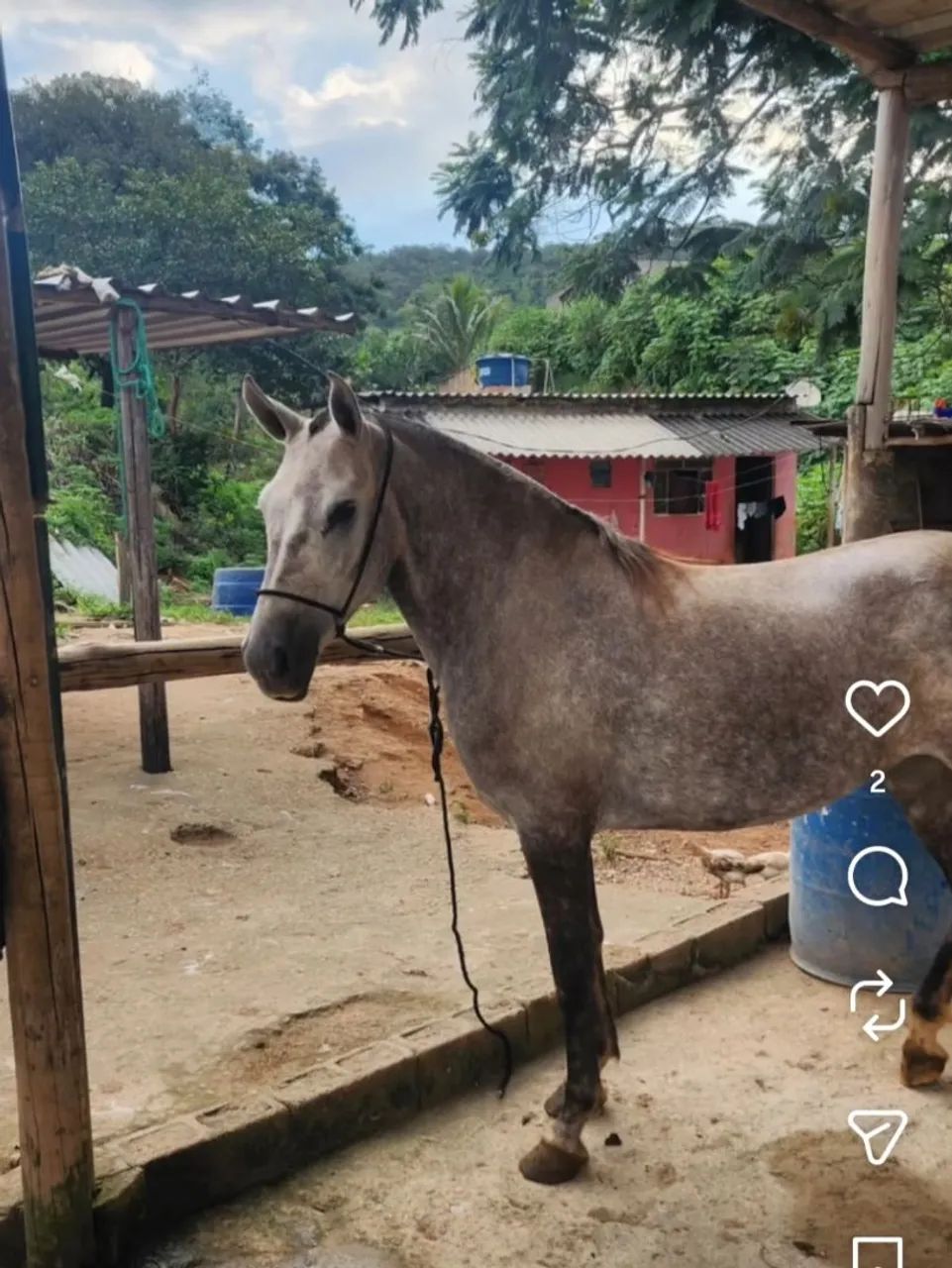Egua mangalarga