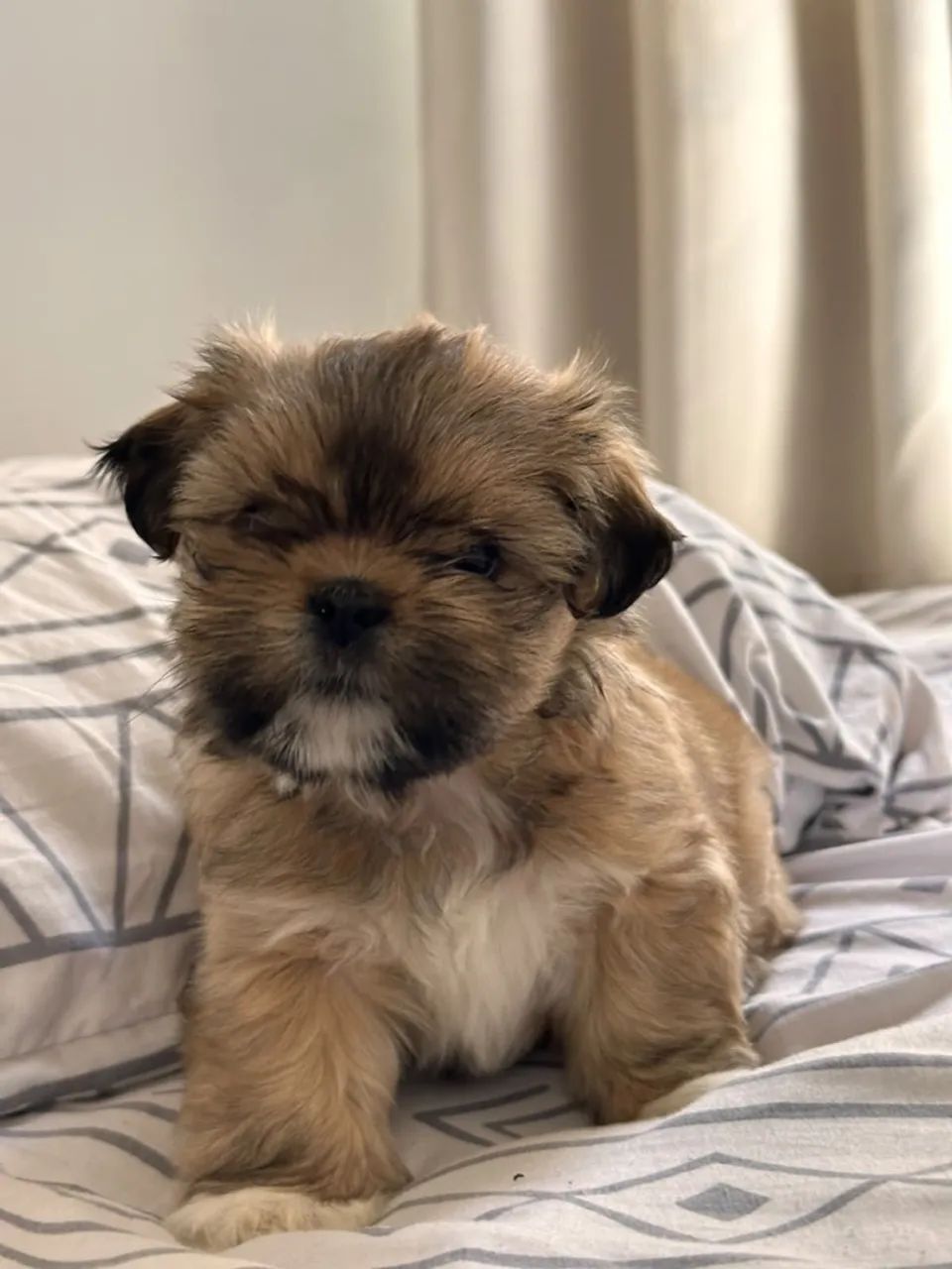 Cachorra shitzu  - Foto 2