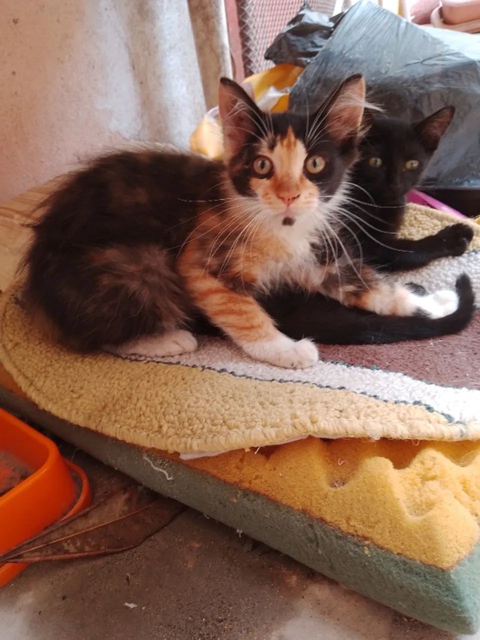 Gatos filhotes (gatinhas fêmeas de 5 meses) sendo uma Escaminha três cores e uma Pretinha - Foto 3