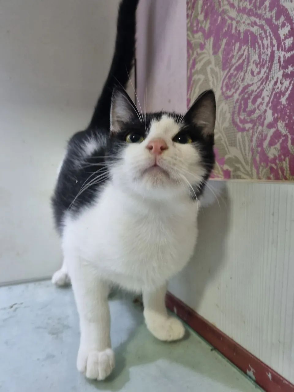 Gatinhos para adoção - Foto 5