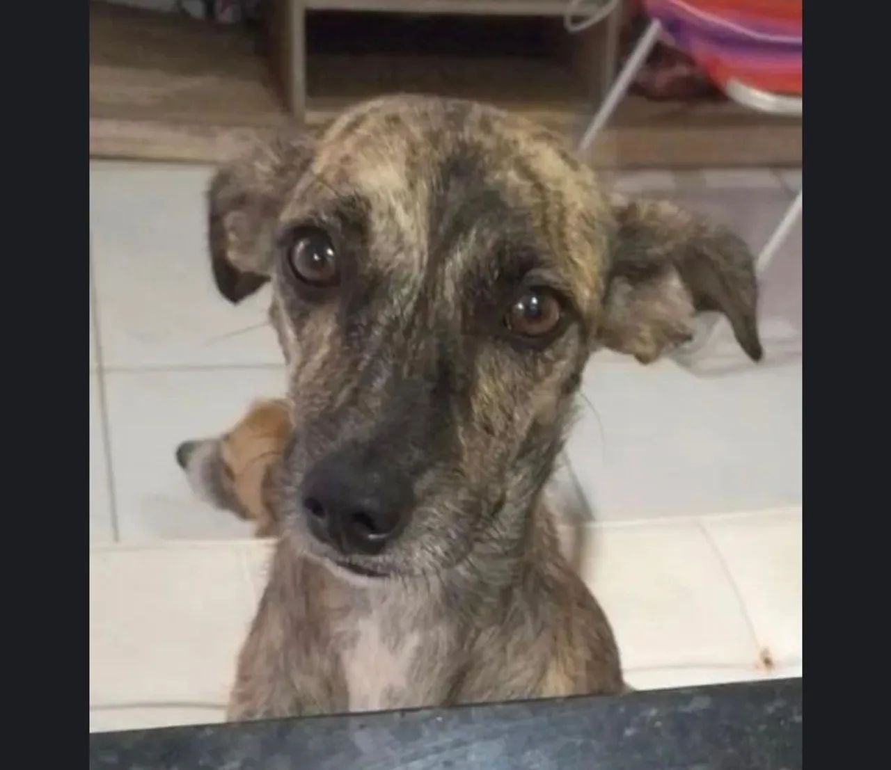Cachorro para adoção responsável  - Foto 3