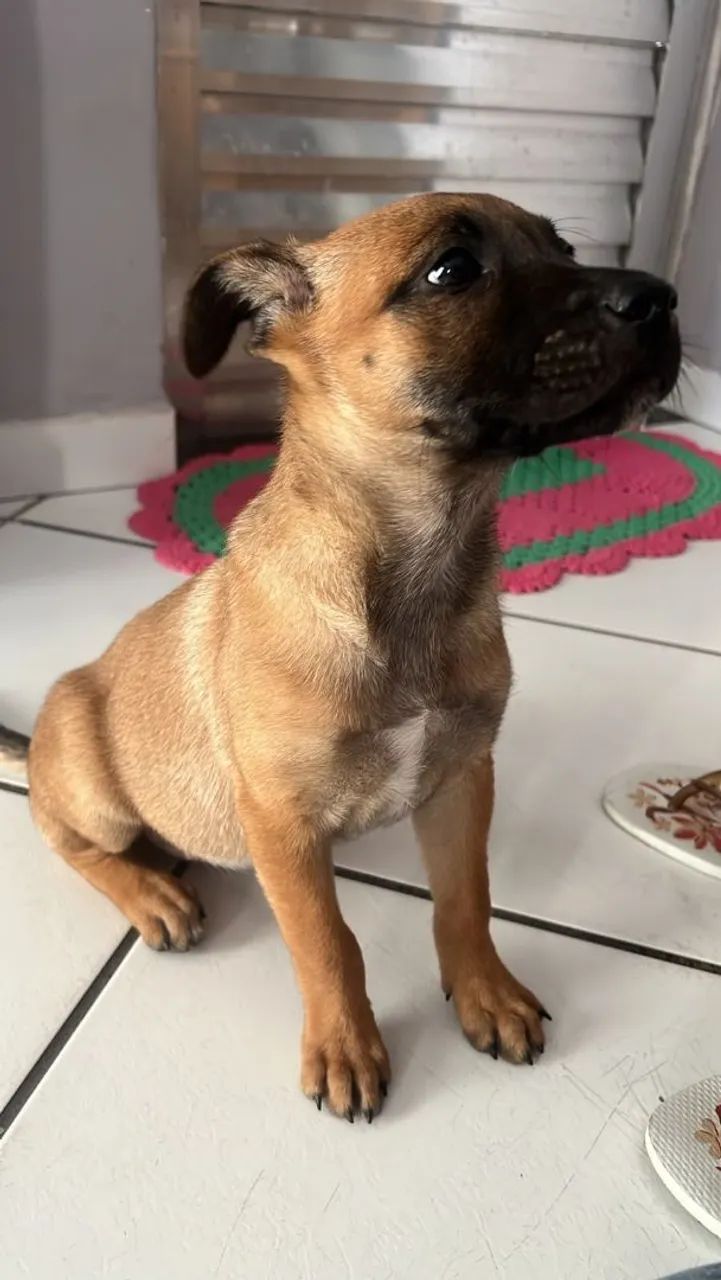 Adoçao de pets - Foto 3