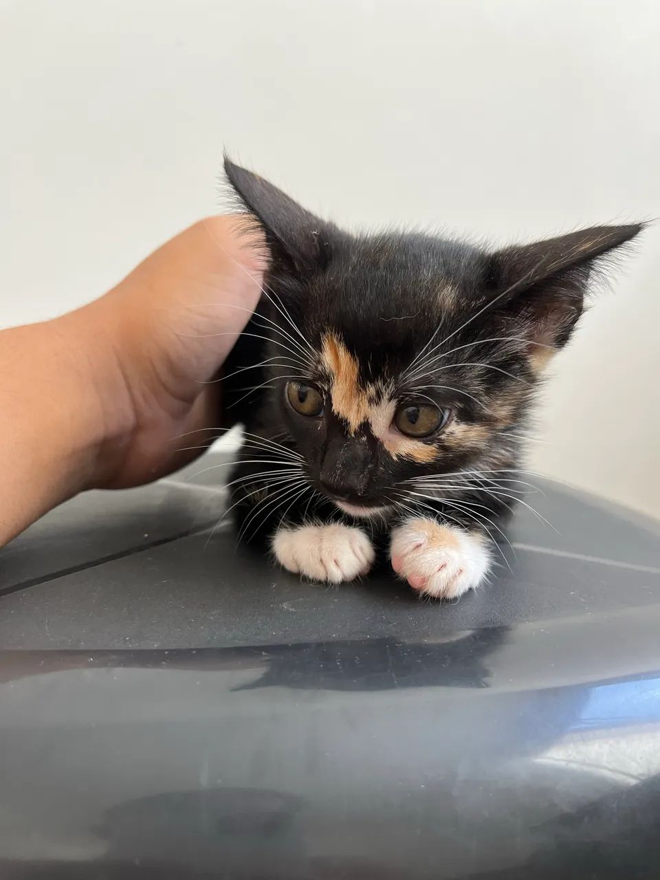 Doa-se gata filhote - Foto 4