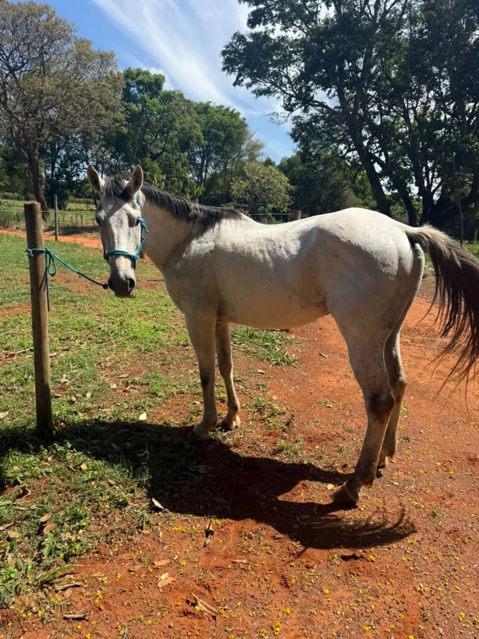 Cavalo Quarto de Milha  - Foto 5