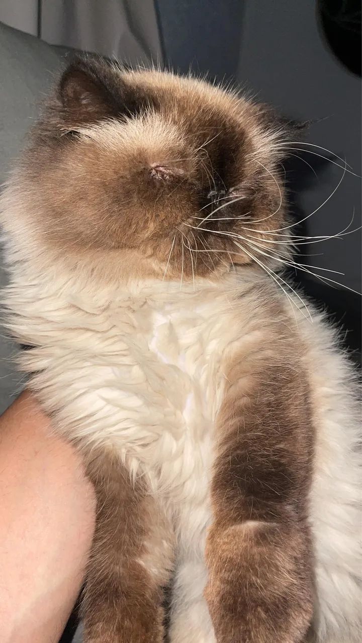 Gato persa procura namorada  - Foto 3