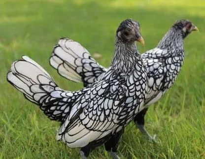 Sebrigth Prata  - Foto 2