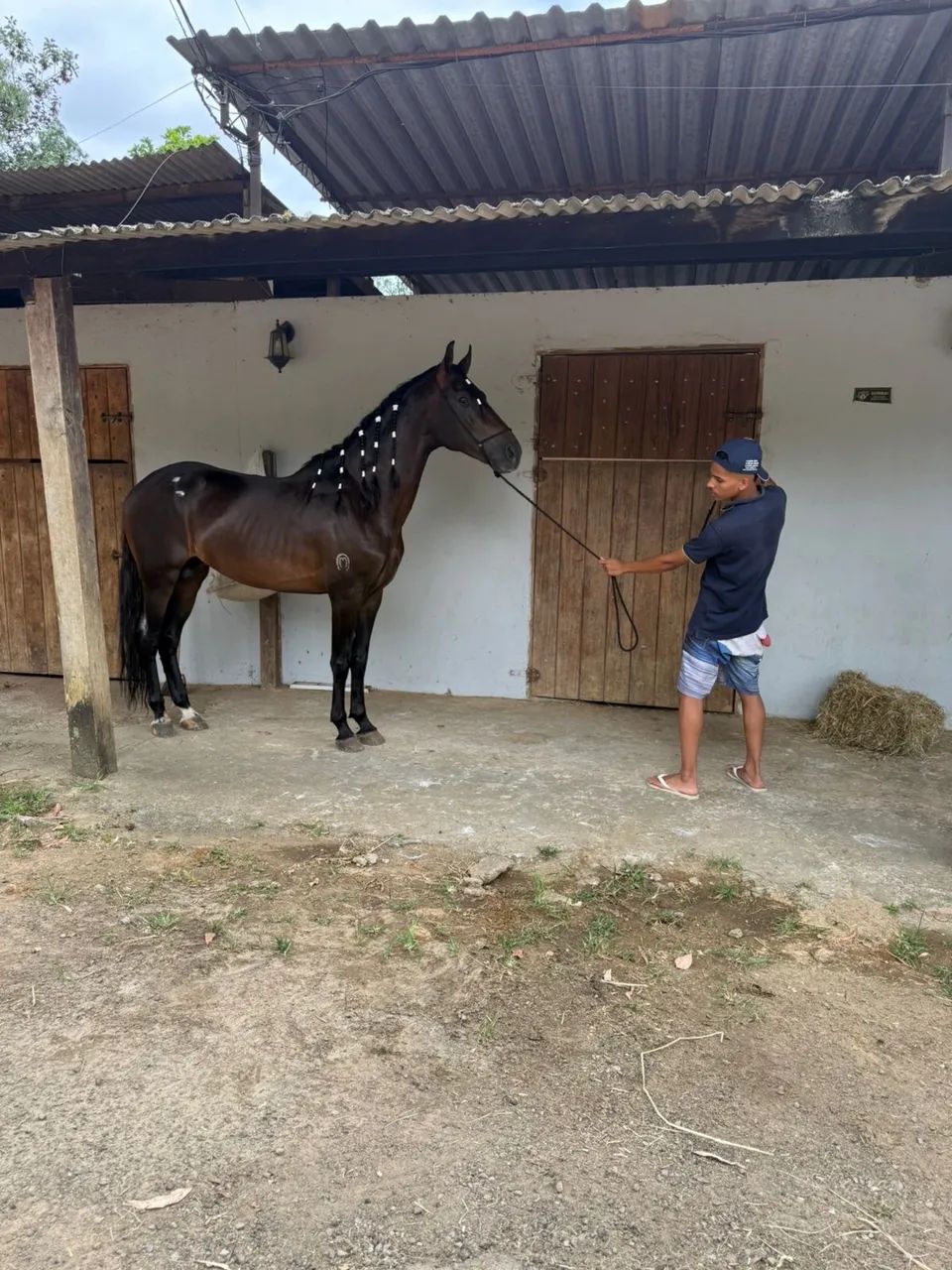 Cavalo mangalarga genuíno de marcha picada top garanhão excelente  - Foto 3