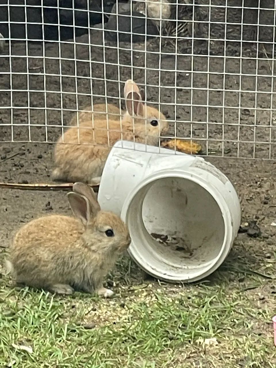 Filhotes de coelho  - Foto 3