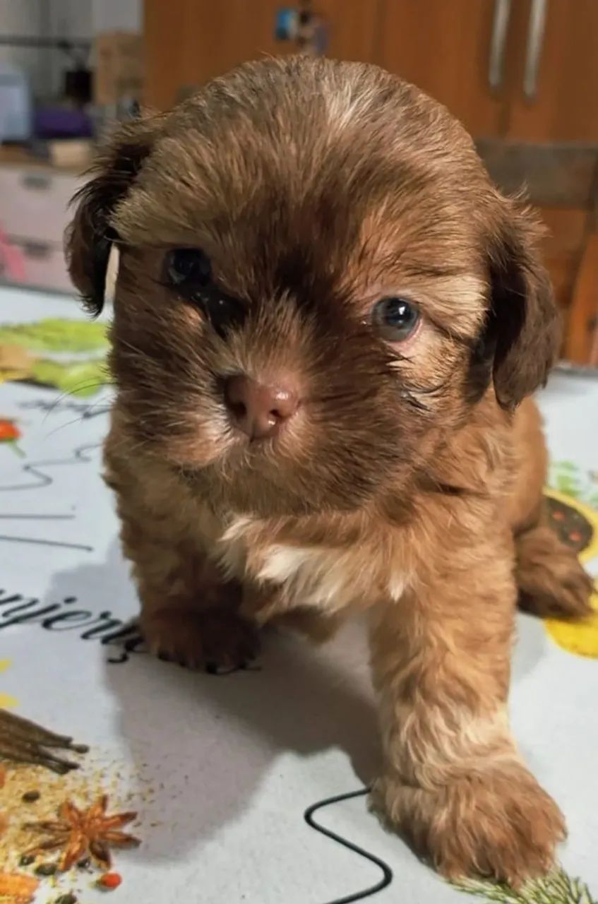 Cachorro  - Foto 4