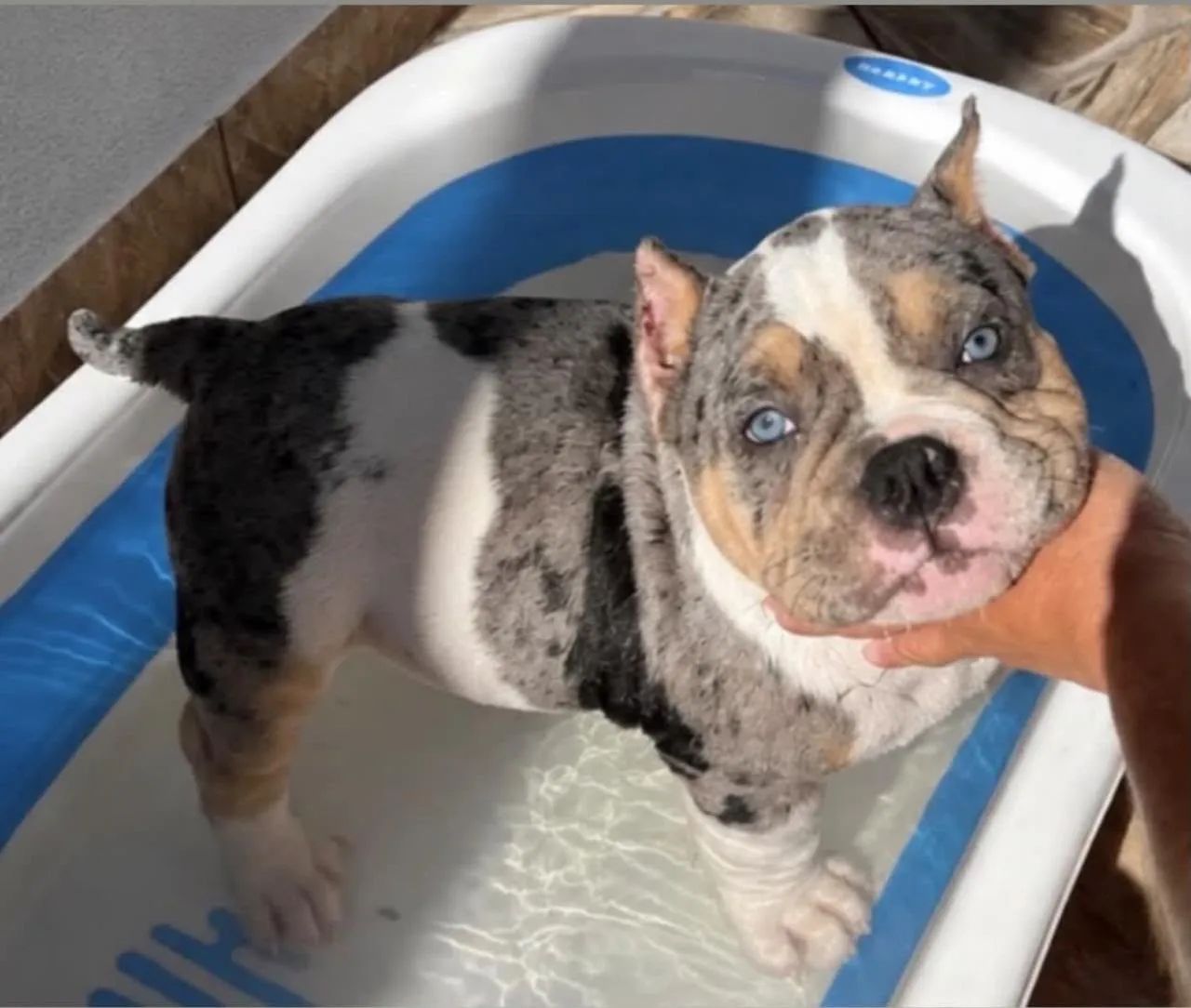 American bully / envio para todo Brasil  - Foto 4