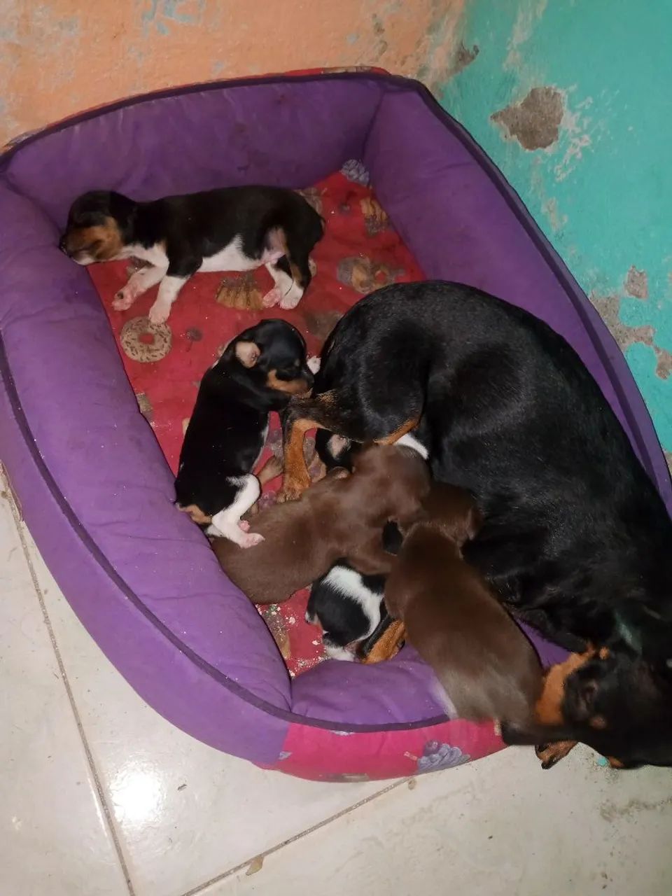  Cachorro da raça pinche 