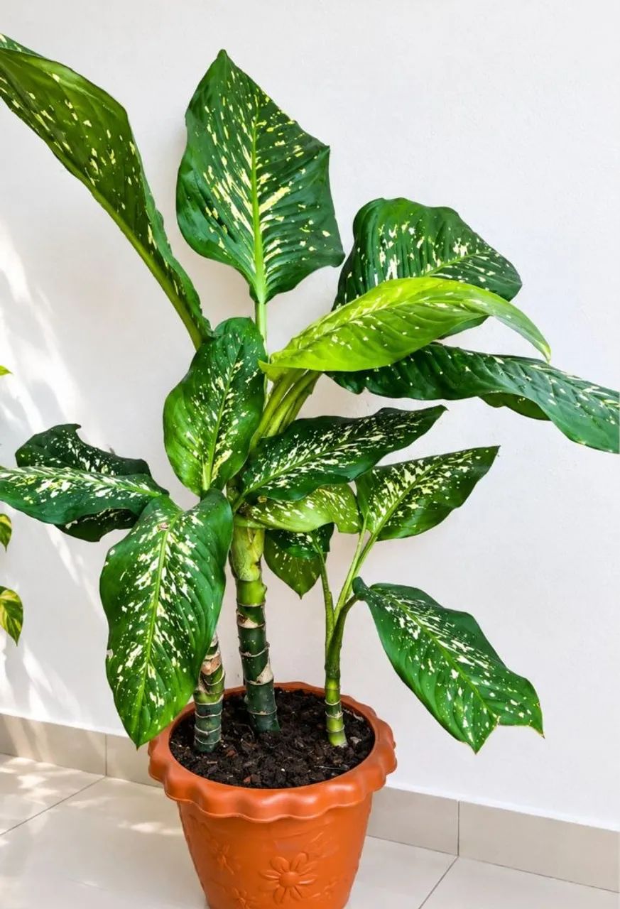 COMIGO-NINGUÉM -PODE